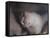 Naked Mole Rat Underground-null-Framed Stretched Canvas