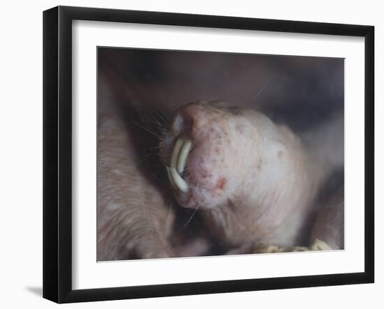 Naked Mole Rat Underground-null-Framed Photographic Print