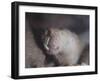 Naked Mole Rat Underground-null-Framed Photographic Print