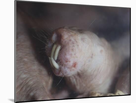 Naked Mole Rat Underground-null-Mounted Photographic Print