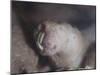 Naked Mole Rat Underground-null-Mounted Photographic Print