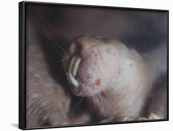 Naked Mole Rat Underground-null-Framed Photographic Print