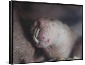 Naked Mole Rat Underground-null-Framed Photographic Print
