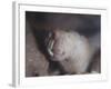 Naked Mole Rat Underground-null-Framed Photographic Print