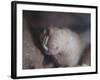 Naked Mole Rat Underground-null-Framed Photographic Print