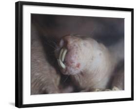 Naked Mole Rat Underground-null-Framed Photographic Print