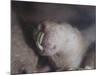 Naked Mole Rat Underground-null-Mounted Photographic Print