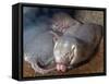 Naked Mole Rats-null-Framed Stretched Canvas