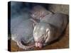 Naked Mole Rats-null-Stretched Canvas