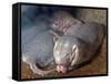 Naked Mole Rats-null-Framed Stretched Canvas