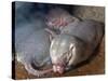 Naked Mole Rats-null-Stretched Canvas