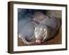 Naked Mole Rats-null-Framed Photographic Print