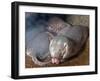 Naked Mole Rats-null-Framed Photographic Print