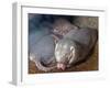 Naked Mole Rats-null-Framed Photographic Print