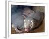 Naked Mole Rats-null-Framed Photographic Print