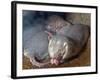 Naked Mole Rats-null-Framed Photographic Print