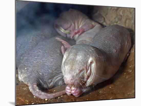 Naked Mole Rats-null-Mounted Photographic Print