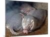 Naked Mole Rats-null-Mounted Photographic Print