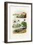 Naked Sea Slug, 1833-39-null-Framed Giclee Print