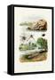 Naked Sea Slug, 1833-39-null-Framed Stretched Canvas