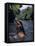 Naked Tahitian Woman Bathing in a River-null-Framed Stretched Canvas