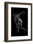 Naked tattooed female discus thrower against black background-Panoramic Images-Framed Photographic Print