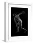 Naked tattooed female discus thrower against black background-Panoramic Images-Framed Photographic Print