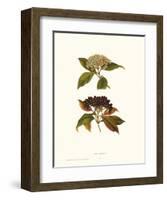 Naked Viburnum-null-Framed Art Print