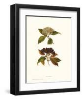 Naked Viburnum-null-Framed Art Print