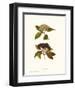 Naked Viburnum-null-Framed Art Print