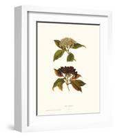 Naked Viburnum-null-Framed Art Print