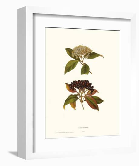 Naked Viburnum-null-Framed Art Print