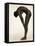 Naked Woman Bending Over-Cristina-Framed Stretched Canvas