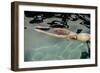 Naked woman diving in swimming pool-Panoramic Images-Framed Photographic Print