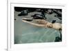 Naked woman diving in swimming pool-Panoramic Images-Framed Photographic Print