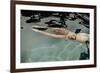 Naked woman diving in swimming pool-Panoramic Images-Framed Photographic Print