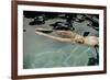 Naked woman diving in swimming pool-Panoramic Images-Framed Photographic Print