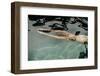 Naked woman diving in swimming pool-Panoramic Images-Framed Photographic Print