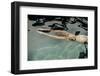 Naked woman diving in swimming pool-Panoramic Images-Framed Photographic Print