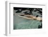 Naked woman diving in swimming pool-Panoramic Images-Framed Photographic Print