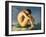 Naked Young Man Sitting by the Sea, 1836-Hippolyte Flandrin-Framed Giclee Print