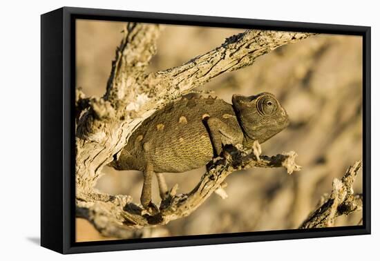 Namaqua Chameleon Baby Waiting for Prey-null-Framed Stretched Canvas