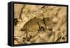 Namaqua Chameleon Baby Waiting for Prey-null-Framed Stretched Canvas