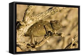 Namaqua Chameleon Baby Waiting for Prey-null-Framed Stretched Canvas