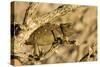 Namaqua Chameleon Baby Waiting for Prey-null-Stretched Canvas