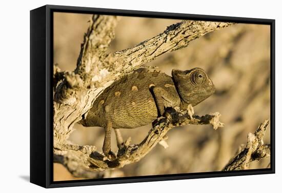 Namaqua Chameleon Baby Waiting for Prey-null-Framed Stretched Canvas