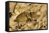 Namaqua Chameleon Baby Waiting for Prey-null-Framed Stretched Canvas