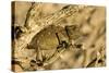 Namaqua Chameleon Baby Waiting for Prey-null-Stretched Canvas