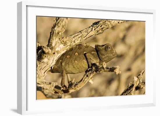 Namaqua Chameleon Baby Waiting for Prey-null-Framed Photographic Print