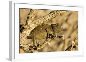 Namaqua Chameleon Baby Waiting for Prey-null-Framed Photographic Print